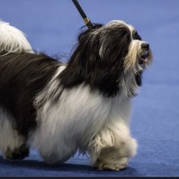 Lucy - Havanese