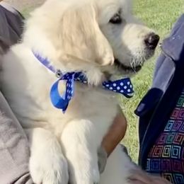 Golden Retriever and Jack Russell Terrier Puppies from Shelby Burleson's Golden Retrievers and Jack Russell Terriers