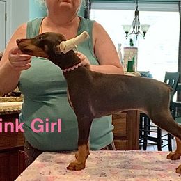 Doberman Pinscher and Miniature Pinscher Puppies from Ronald Rutledge