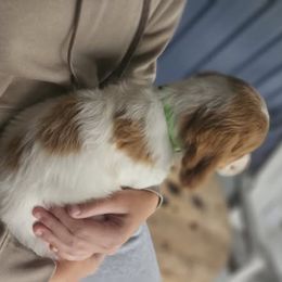 Green Collar - Orange and white male Brittany puppy in South Haven, Minnesota from Rolling Field Brittanys