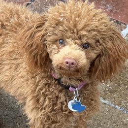 Penny - Poodle
