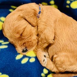 Willow - Apricot male Goldendoodle puppy in Beaverton, Oregon from Mini Goldendoodles