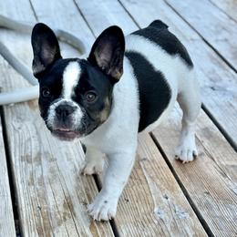 Jasmin - Black and white female French Bulldog puppy in Kalispell, Montana from Grace & Grit Frenchies