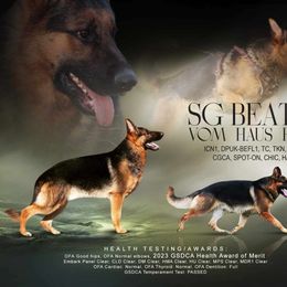 German Shepherd puppies from Persevere Kennels