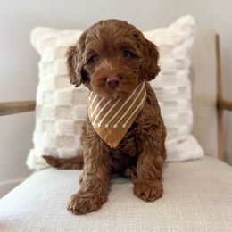 Tom - male Australian Labradoodle puppy in Palmdale, California from Doodles_Ko