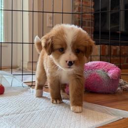 Red and White Bicolor Female - Red female Bernedoodle puppy in Brooksville, Florida from Kruger Doodles