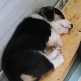 Pembroke Welsh Corgi Puppies from The Hope Ranch
