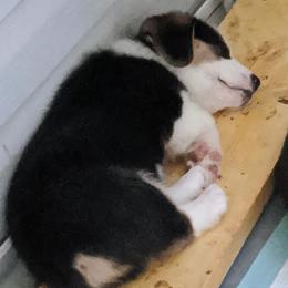 Pembroke Welsh Corgi Puppies from The Hope Ranch