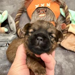 Brea - Red female Brussels Griffon puppy in Seneca, Missouri from Stephanie’s Puppy Colony