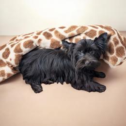 Barbie - Liver female Yorkshire Terrier puppy in Gaylesville, Alabama from Sweet Alabama Yorkies