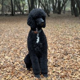 Smith - Poodle