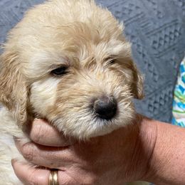 Goldendoodle Puppies from Toneytails Doodles