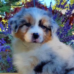 Jordache - Blue merle Australian Shepherd puppy in Olympia, Washington from Echelon Australian Shepherds