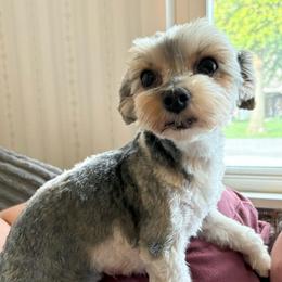 Bebe - Yorkshire Terrier