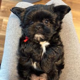 Red collar - Luke Bryan - Black and white male Shorkie puppy in Mays Landing, New Jersey from Fancy Paws Shorkies & Shih Tzus