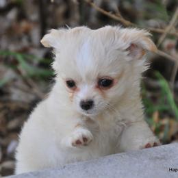 Chihuahua Puppies from Happy Little Chihuahuas