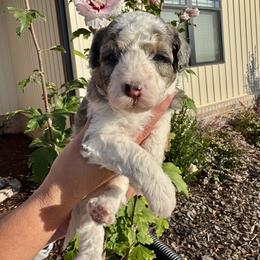 Aussiedoodle and Bernedoodle Puppies from LolliPop Farms