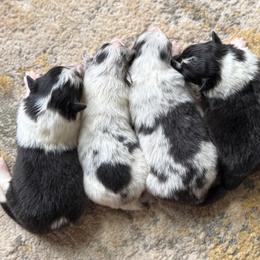 Shetland Sheepdog puppies from Lucky Pups