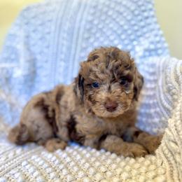Heart - Merle female Goldendoodle puppy in Stockton, California from Port City Doodles