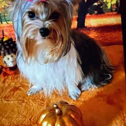 Ruby - Yorkshire Terrier