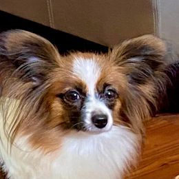 Reese - Papillon