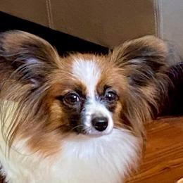 Reese - Papillon