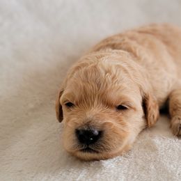 Goldendoodle Puppies from Lake Village Doodles
