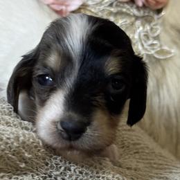 Call - Piebald female Dachshund puppy in Clever, Missouri from Autumn Breeze Dachshunds