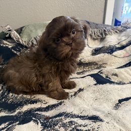 Arthur - Chocolate Shih Tzu puppy in Running Springs, California from Amanda's Shih Tzus