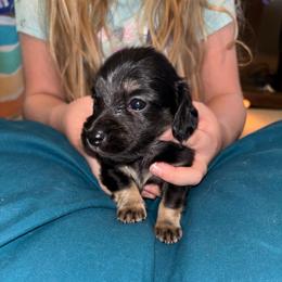 Black and cream girl - Black and cream female Dachshund puppy in Cattaraugus County, New York from H&C’s Dachshunds and Retrievers