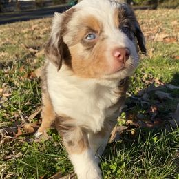 Paris - Miniature American Shepherd puppy in Ruffin, North Carolina from Valkyrie Adventures