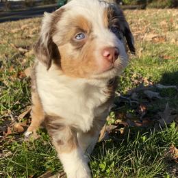 Paris - Miniature American Shepherd puppy in Ruffin, North Carolina from Valkyrie Adventures
