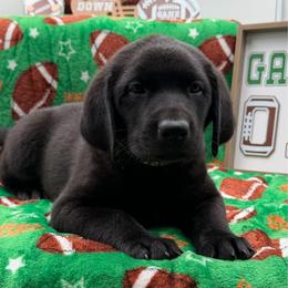 Green - Black male Labrador Retriever puppy in Heath Springs, South Carolina from Rich Hill Retrievers