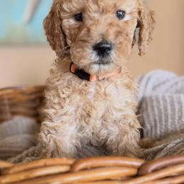 Phoenix - Apricot female Poodle puppy in New Smyrna Beach, Florida from Regal Crest Poodles