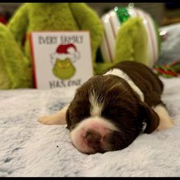 Pink girl - White and liver female English Springer Spaniel puppy in Cleburne, Texas from Powers English Springer Spaniels