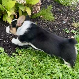 American Corgi Puppies from Patriot American Corgi