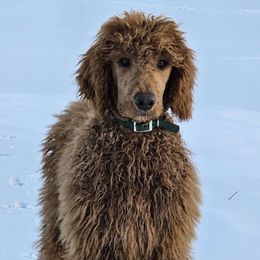 Emerald - Red  Poodle puppy in Deer River, Minnesota from Poodles Around