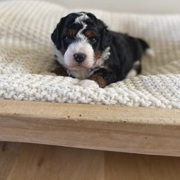 Bernedoodle, Goldendoodle, and Poodle Puppies from Central Valley Canine Companions