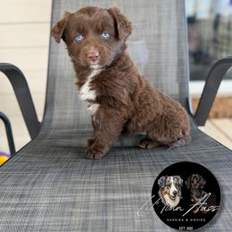 Clarice - Red female Australian Shepherd puppy in Tyner, Kentucky from Lil’ Town Aussies
