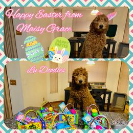 Goldendoodle Puppies from Lu Doodles