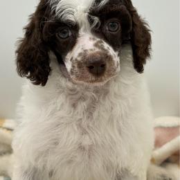 Pony - Parti female Poodle puppy in Wheatland, California from Sapphire Ridge Poodles