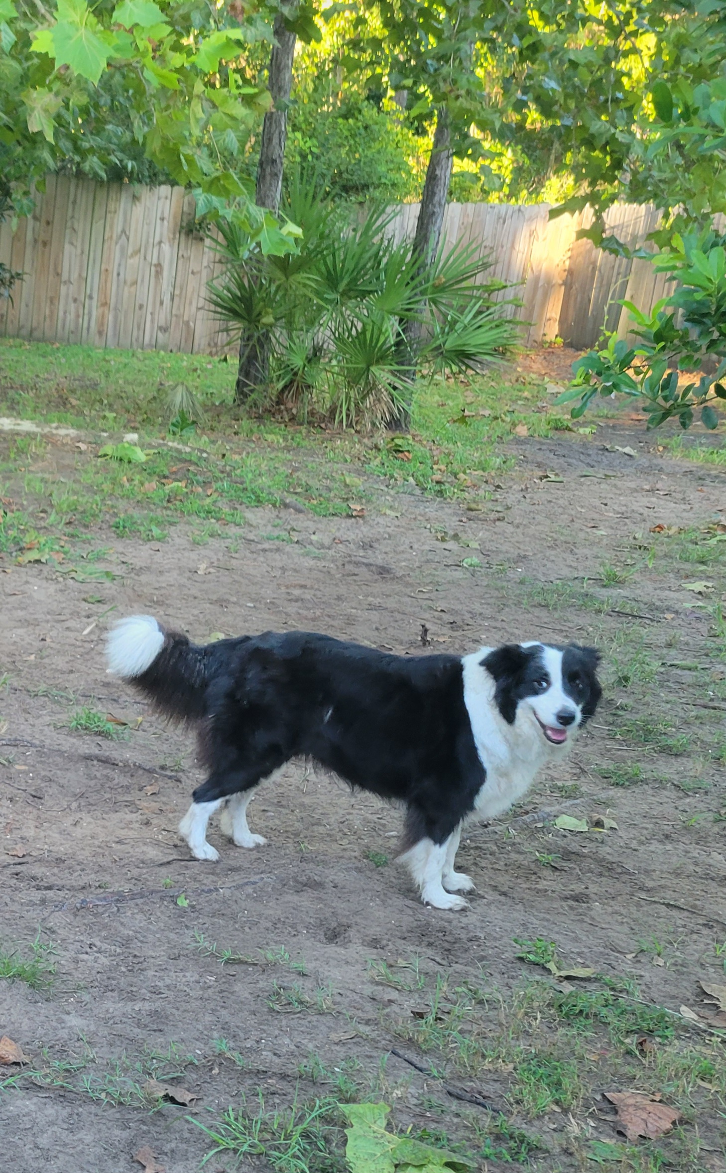 Echo - Border Collie