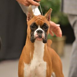 Juliet - Boxer