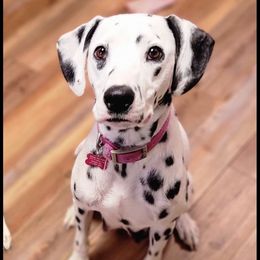 Chloe - Dalmatian