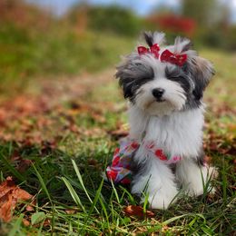 Companion Cross, Mal-Shi, Maltese, Maltipoo, Morkie, and Shih Tzu Puppies from Seeking Shalom Acres Maltese, Maltipoos & Havamalts