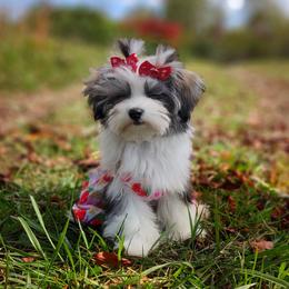Companion Cross, Mal-Shi, Maltese, Maltipoo, Morkie, and Shih Tzu Puppies from Seeking Shalom Acres Maltese, Maltipoos & Havamalts