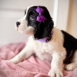 -RESERVED- Purple Girl (or Lightning) - Black and white female English Springer Spaniel puppy in Spanish Fork, Utah from Orchard Hill English Springer Spaniels