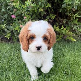 Ranger - Blenheim male Cavapoo puppy in Pasco, Washington from Columbia Basin Puppies