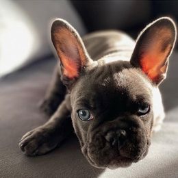 French Bulldogs from Karen Demirjian's French Bulldogs