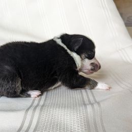 Border Collie Puppies from Sarah M Kwilinski